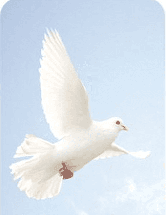 Cindy Esposito Obituary