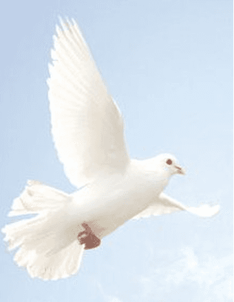 Alan Michael Shears Obituary