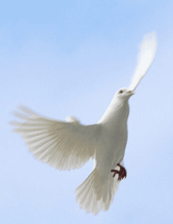John Peter DiMeglio Obituary