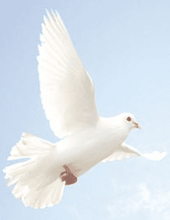 Carol Barber Obituary