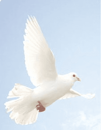 Jose Felix Rodriguez Almonte Obituary